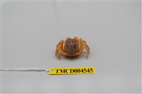 藏品(短指和尚蟹)的圖片